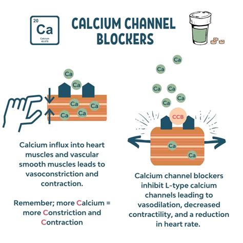 what is a calcium channel blocker